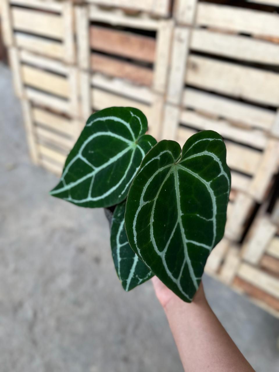Anthurium Crystallinum Minahasa (Anthurium crystallinum) live botanical specimen