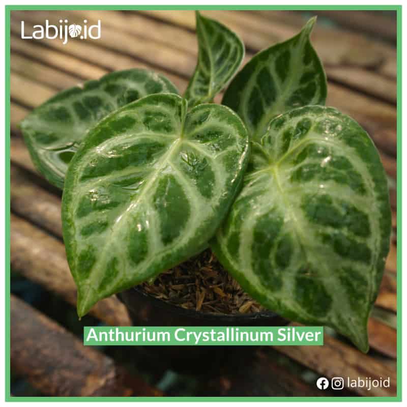 Anthurium Crystallinum Silver (Anthurium crystallinum) live botanical specimen