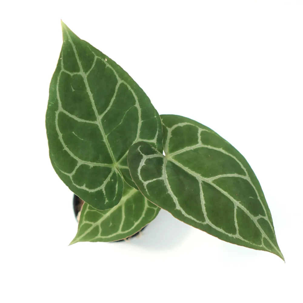 Anthurium Crystallinum (Anthurium crystallinum) live botanical specimen