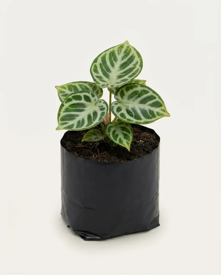 Anthurium Dorayaki Orthodox