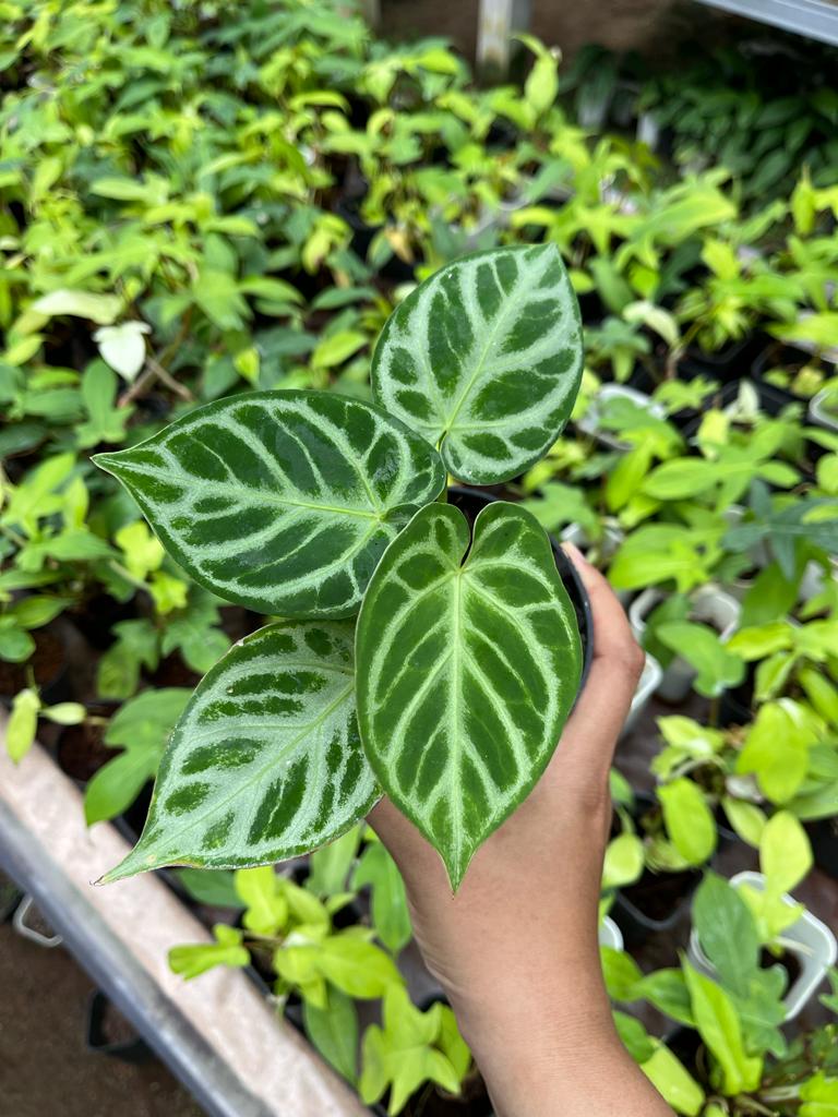 Anthurium Dorayaki Silver