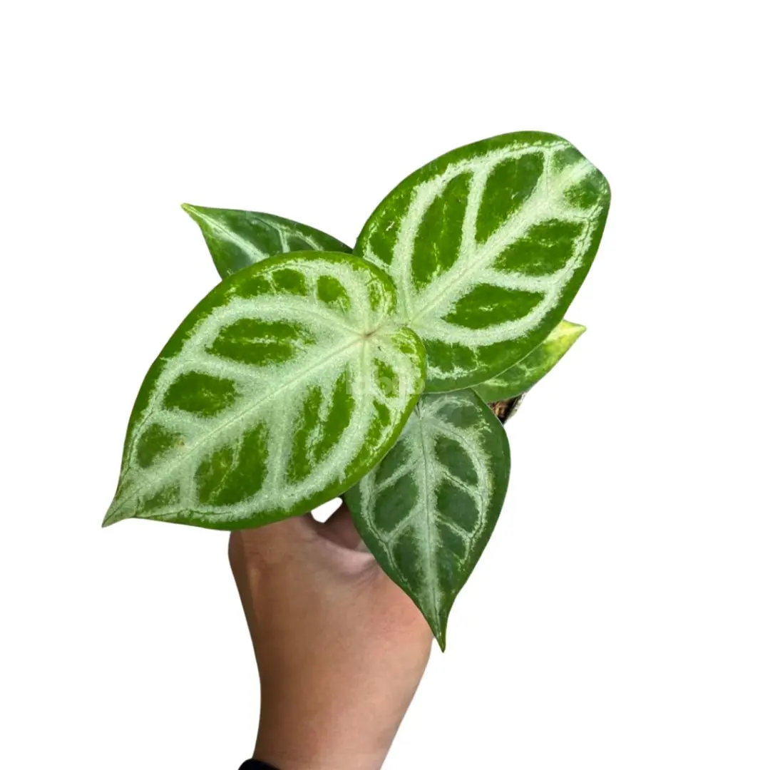 Anthurium Dorayaki (Anthurium dorayaki) live botanical specimen