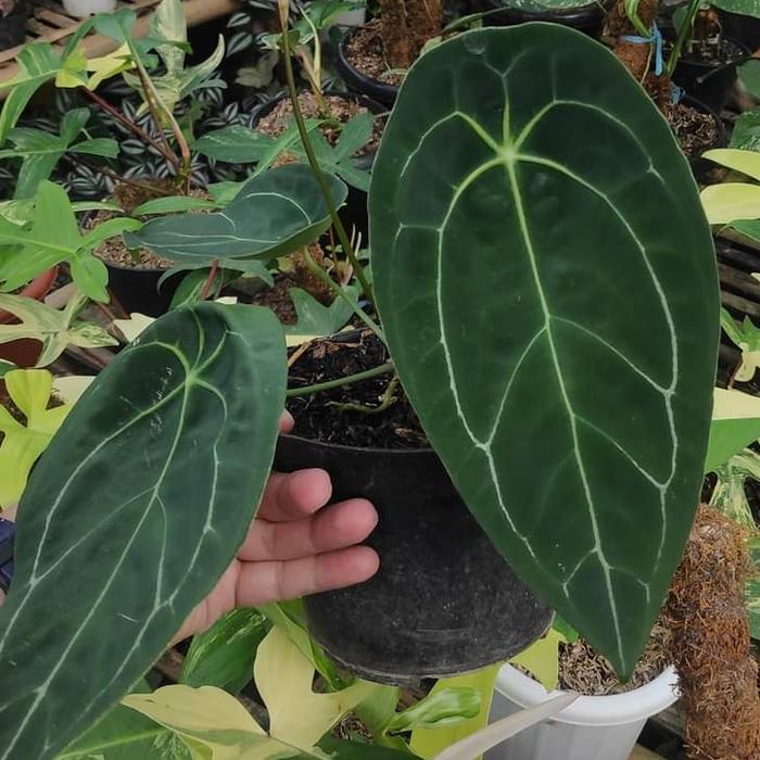 Anthurium Forgetii (Anthurium forgetii) live botanical specimen