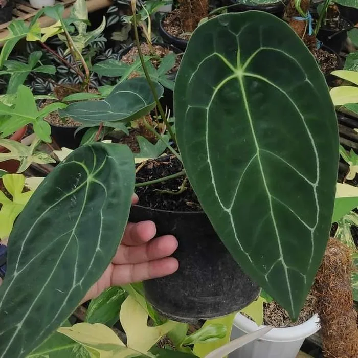 Anthurium Forgetii