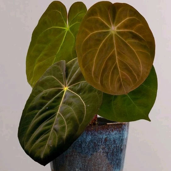 Anthurium Hofmanii 4 Leaves (Anthurium hofmanii) live botanical specimen