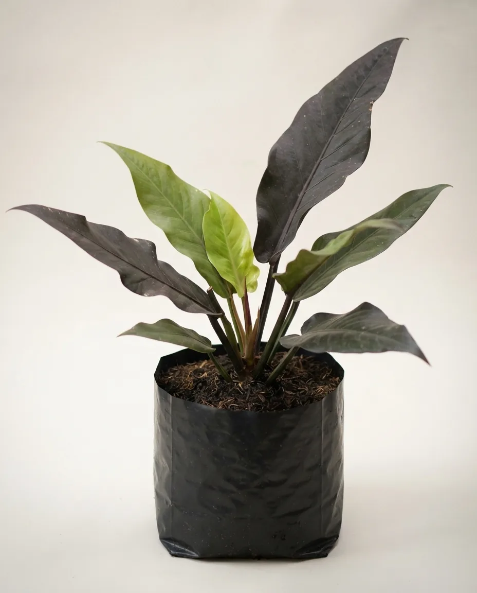 Anthurium Hookerii Black