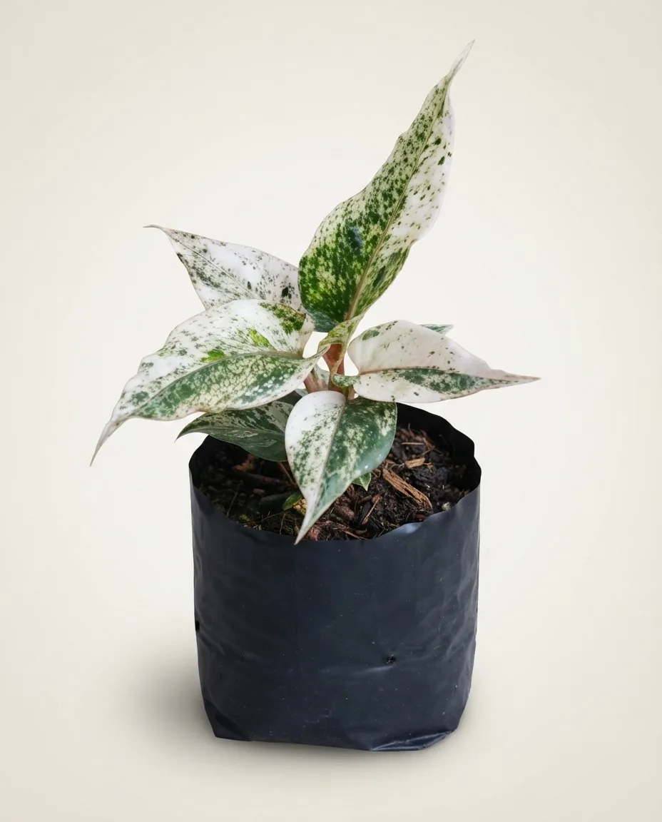 Anthurium Hookerii Pink