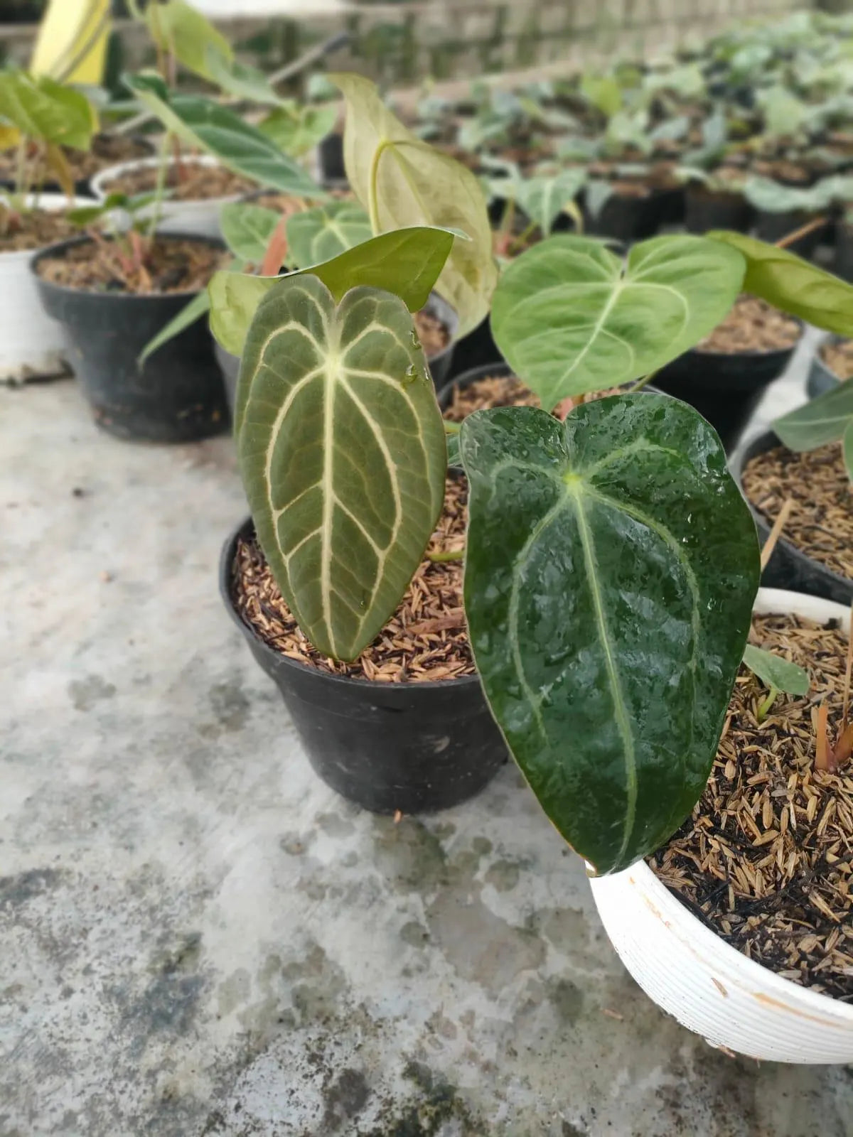 Anthurium Hybrid Mix Clone (Anthurium hybrid) live botanical specimen