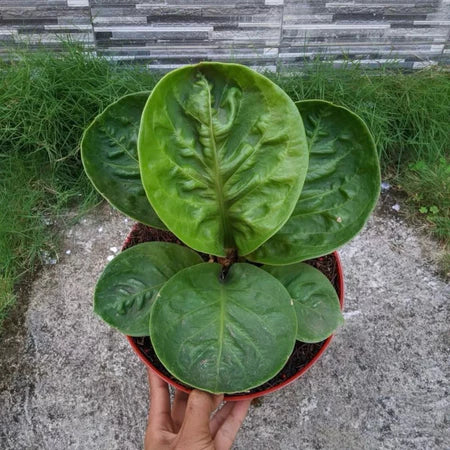 Anthurium Jemanii Bowl (Anthurium jemanii) live botanical specimen