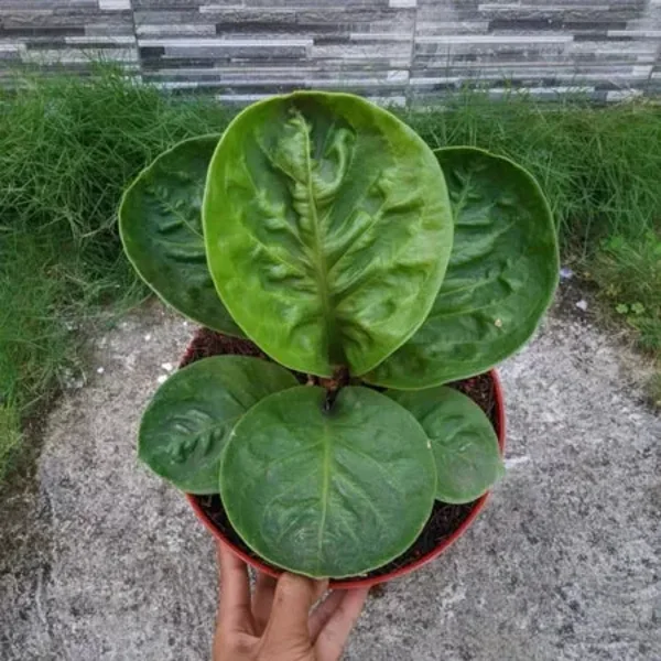 Anthurium Jemanii Bowl
