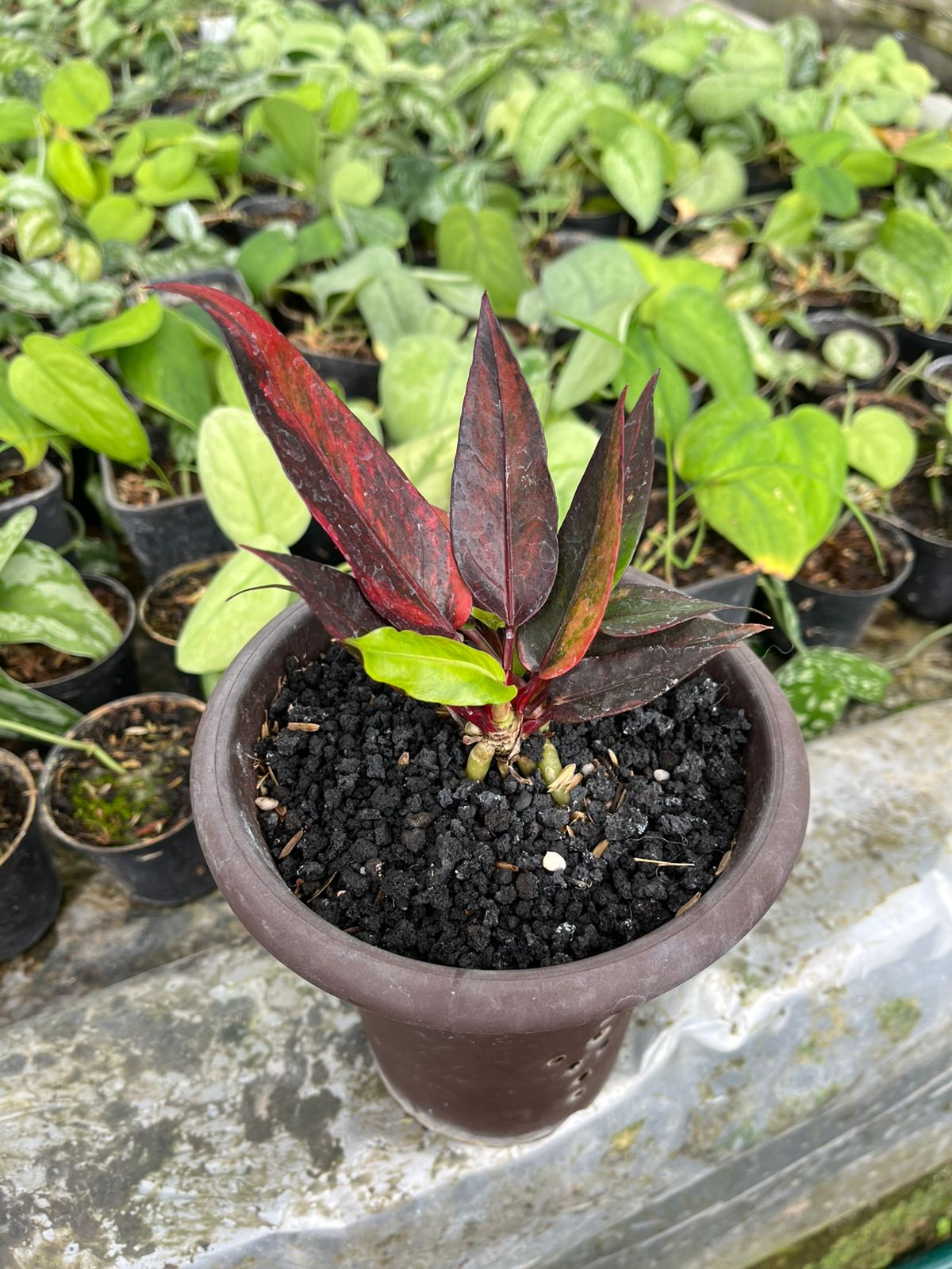 Anthurium Jenmanii Red Blood (Anthurium jenmanii) live botanical specimen