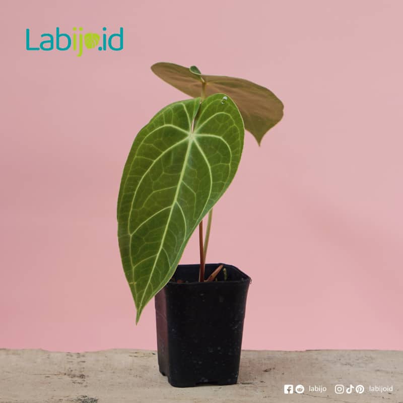 Anthurium Magnificum (Anthurium magnificum) live botanical specimen