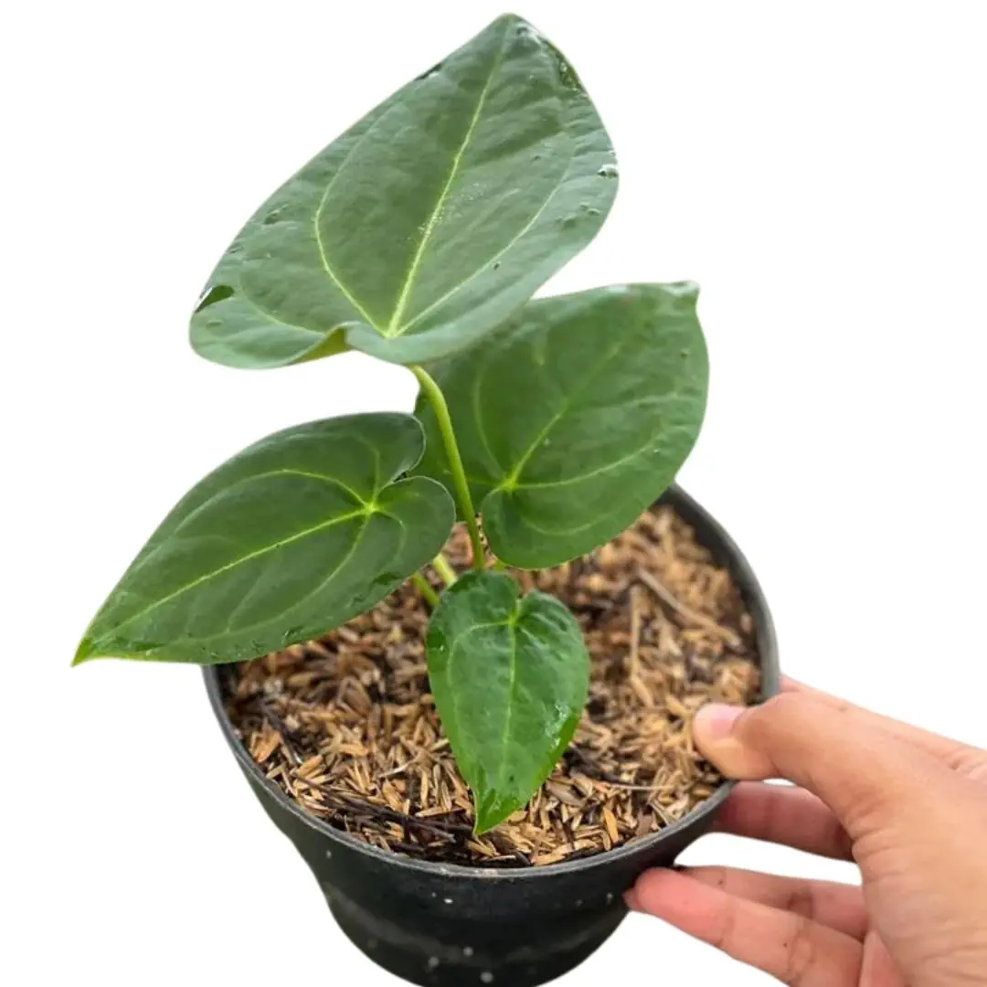 Anthurium Papillilaminum (Anthurium papillilaminum) live botanical specimen
