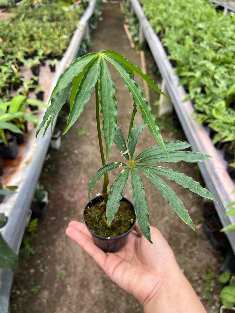 Anthurium Polyschistum Medium Size (Anthurium polyschistum) live botanical specimen