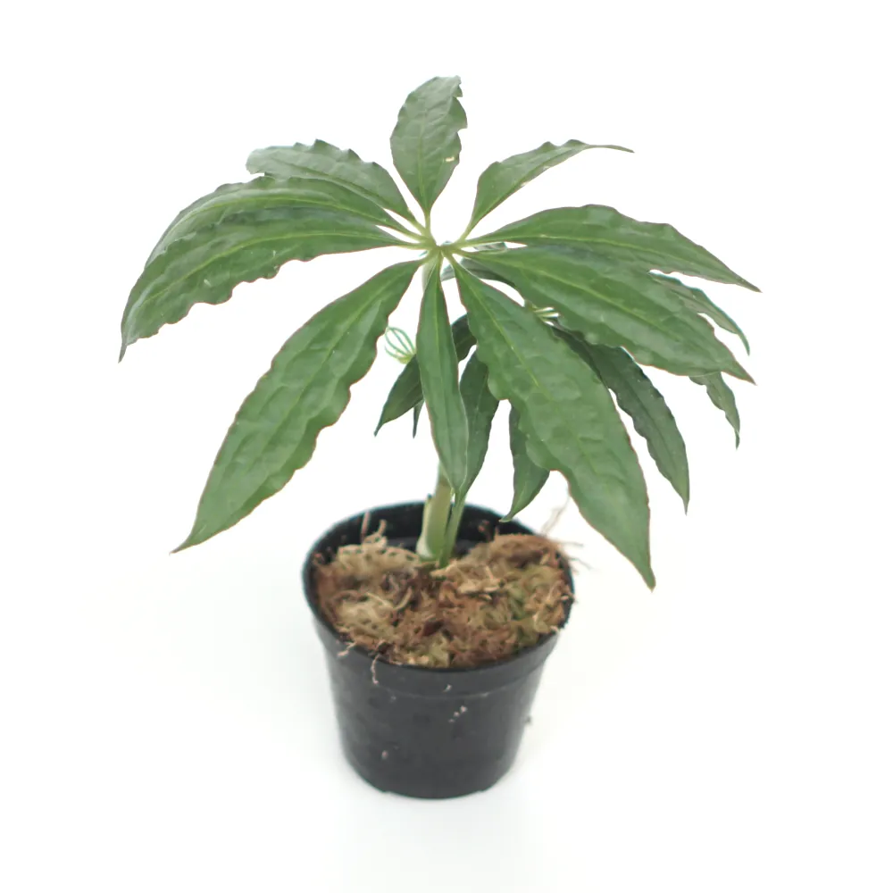 Anthurium Polyschistum Tweed (Anthurium polyschistum) live botanical specimen