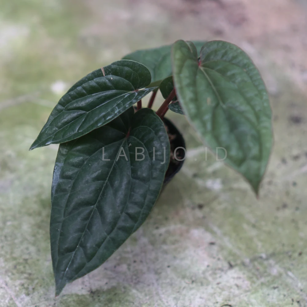 Anthurium Radicans (Anthurium radicans) live botanical specimen