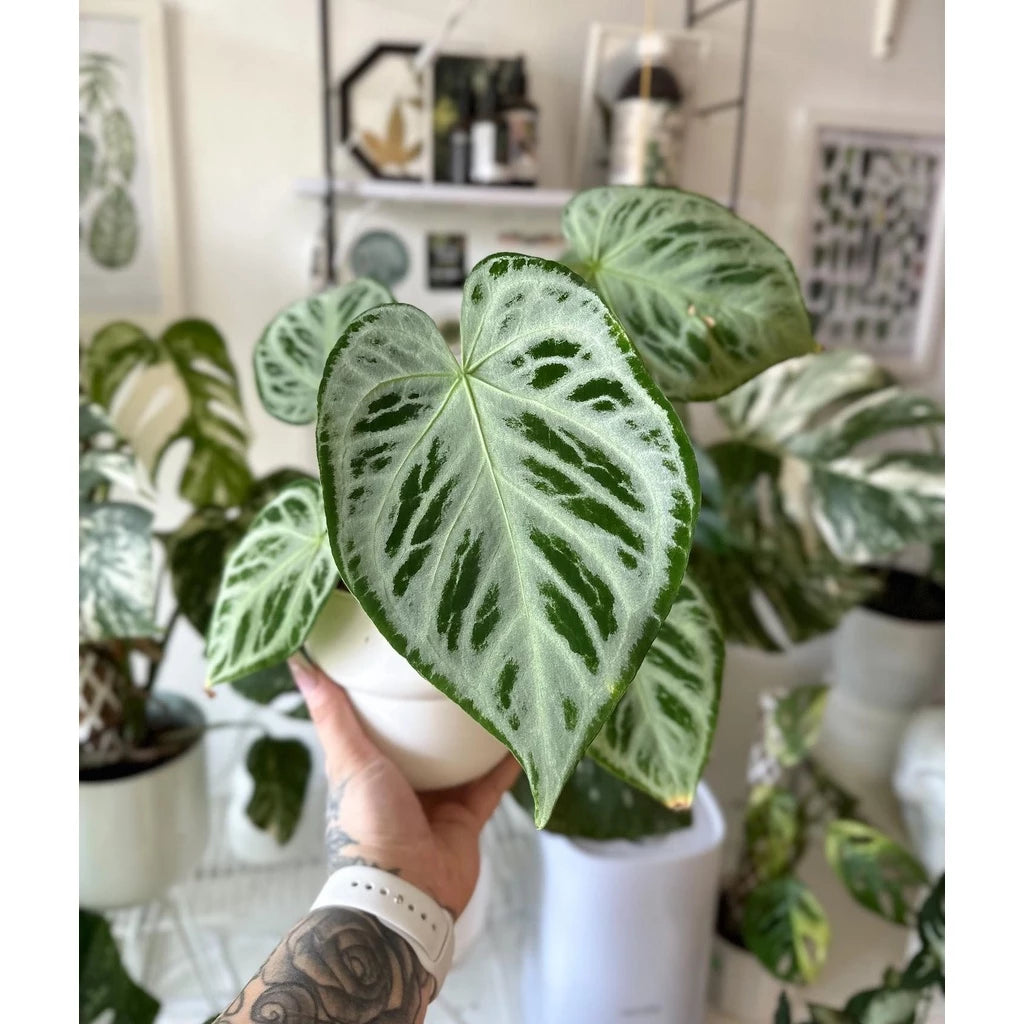 Anthurium Silver Blush (Anthurium silver) live botanical specimen