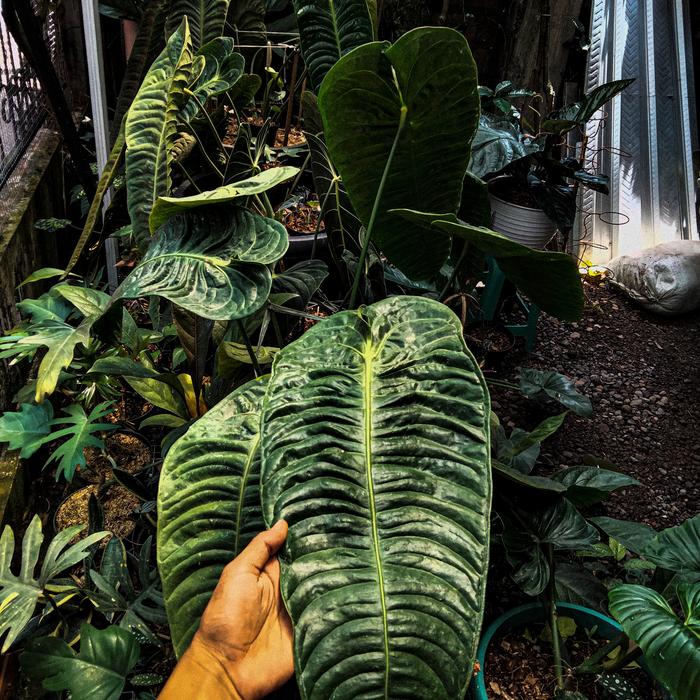 Anthurium Veitchii (Anthurium veitchii) live botanical specimen