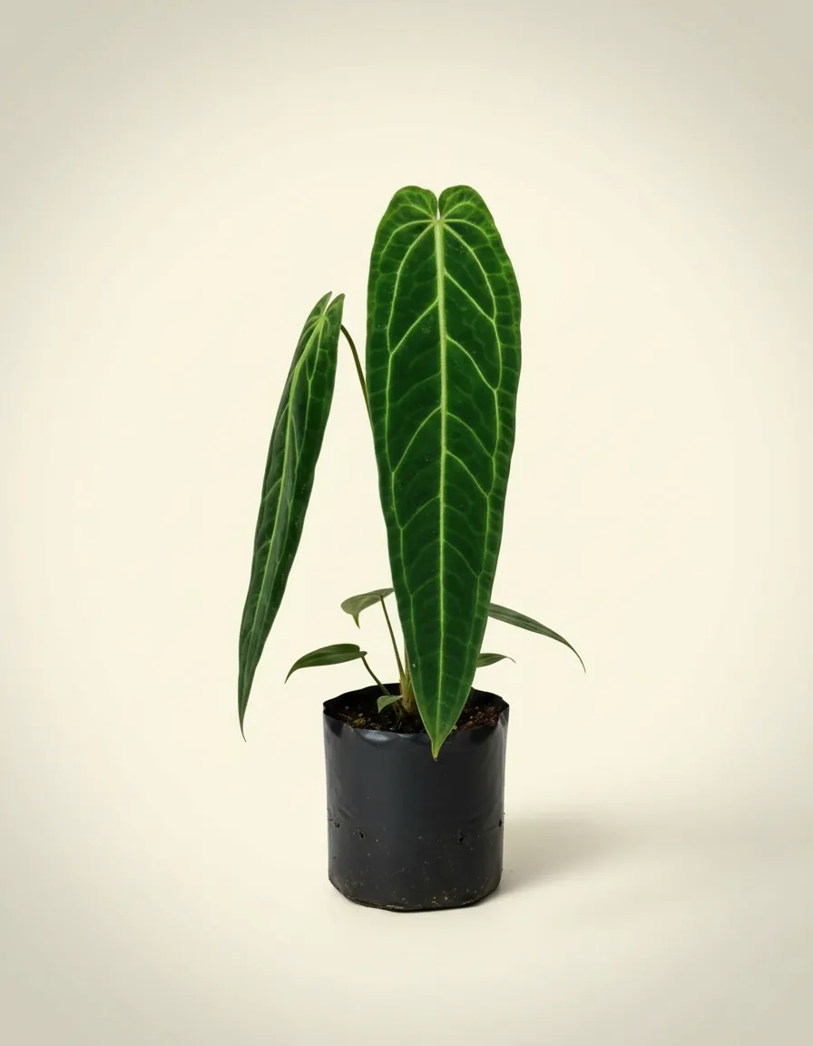 Anthurium Waroqueanum (Anthurium waroqueanum) live botanical specimen