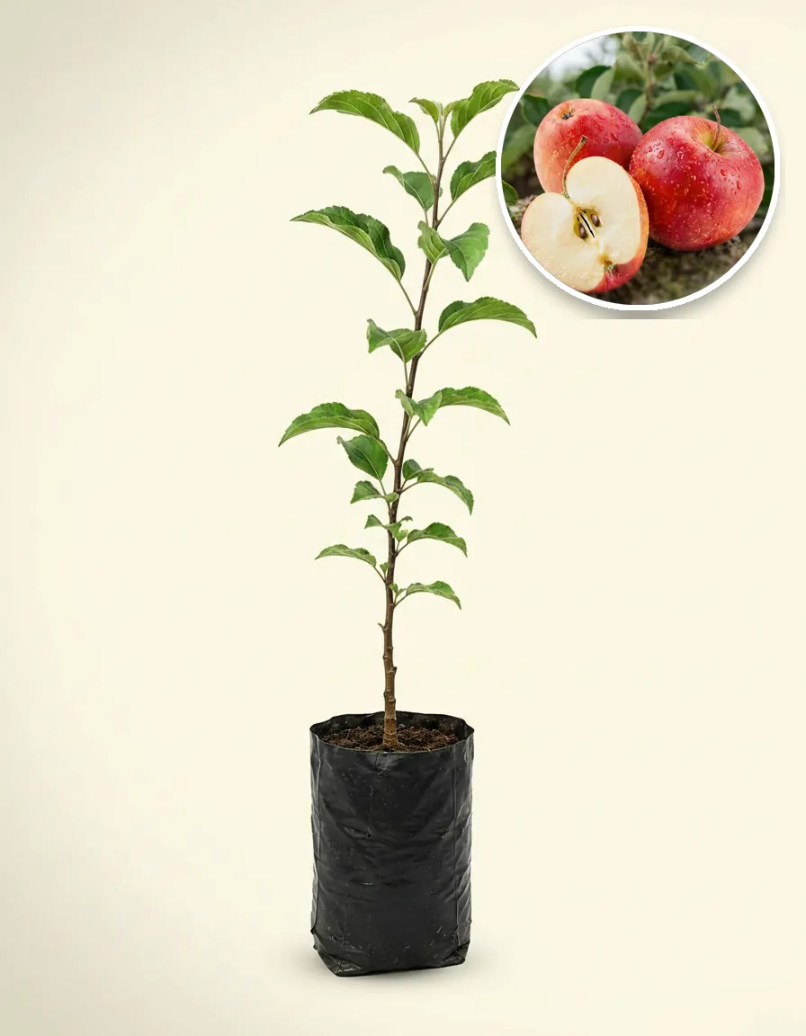 Apple Anna 2
