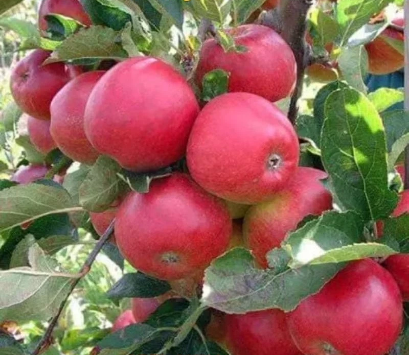Apple Anna