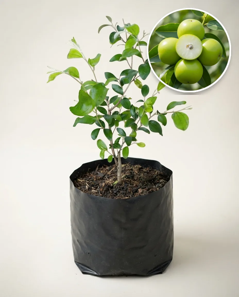 Apple Futsa 2