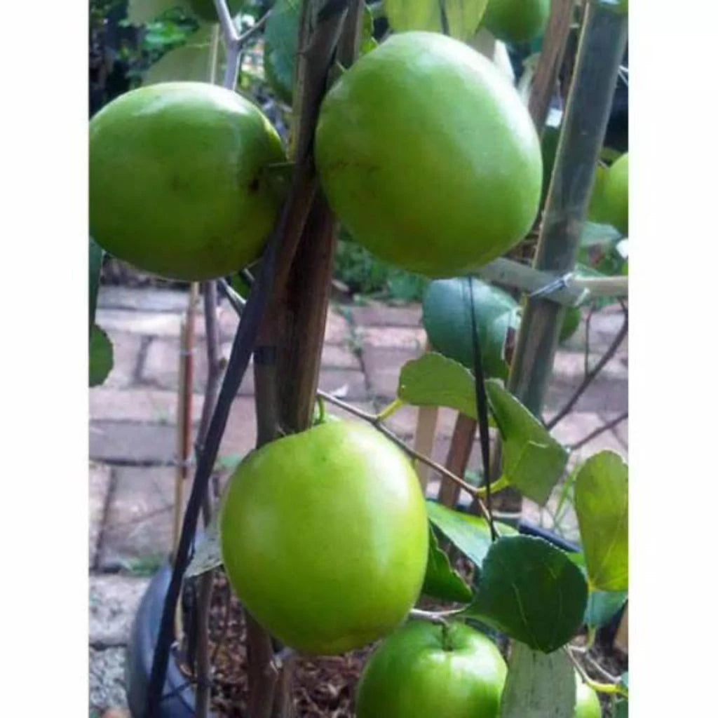 Apple Futsa