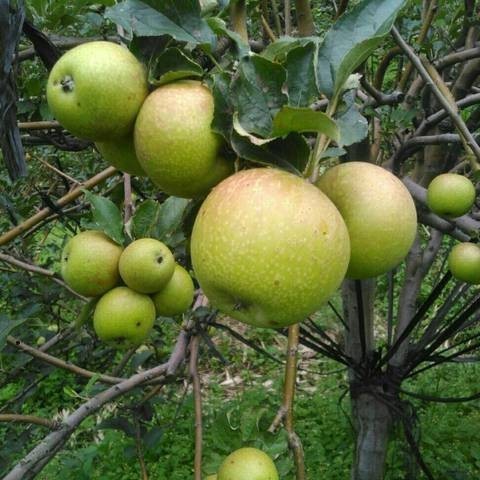 Apple Malang (Apple malang) live botanical specimen