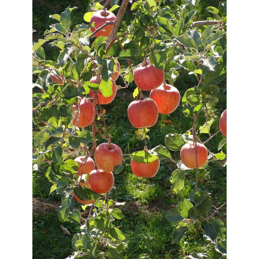 Apple Redfuji