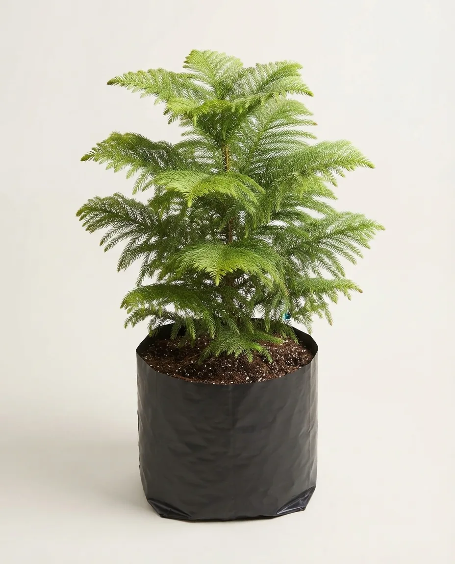 Araucaria Heterophylla (Araucaria heterophylla) live botanical specimen
