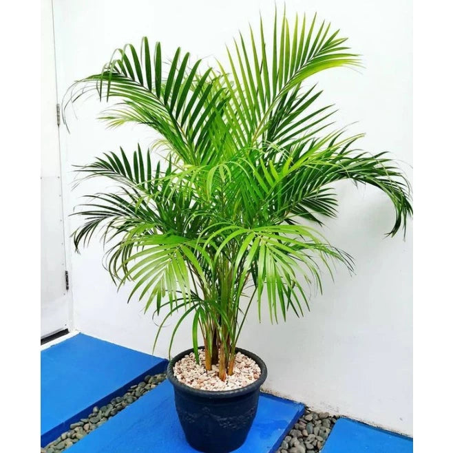 Areca Palm