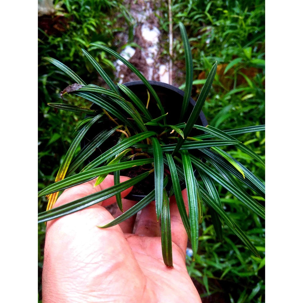 Aridarium Narrow Leaf (Aridarium narrow) live botanical specimen