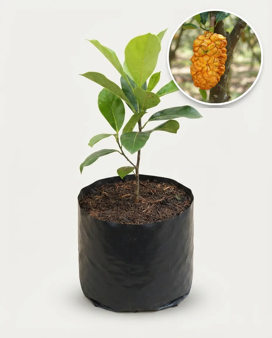 Artocarpus Heterophyllus X Artocarpus Integer