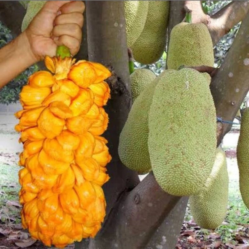 Artocarpus Integer (Artocarpus integer) live botanical specimen