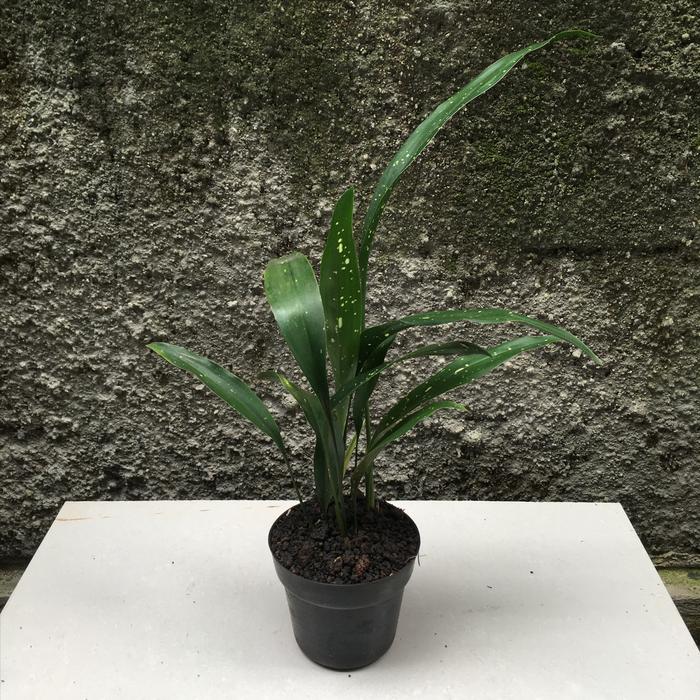 Aspidistra Elatior Milky Way (Aspidistra elatior) live botanical specimen