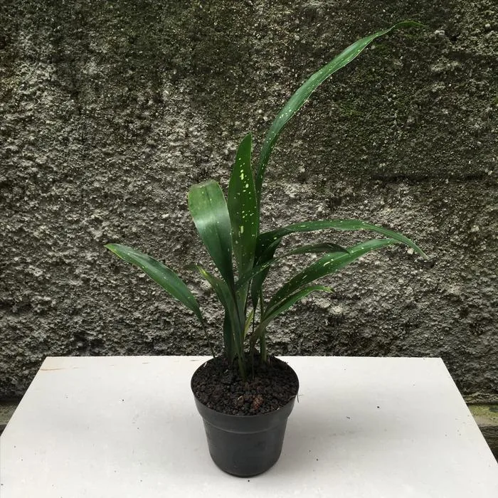 Aspidistra Elatior Milky Way