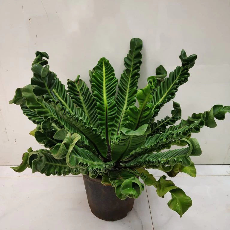 Asplenium Lasagna (Asplenium lasagna) live botanical specimen