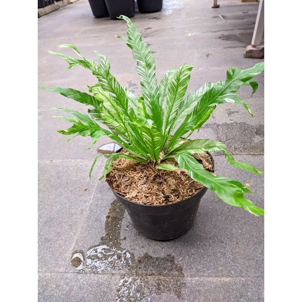 Asplenium Nidus White Variegated