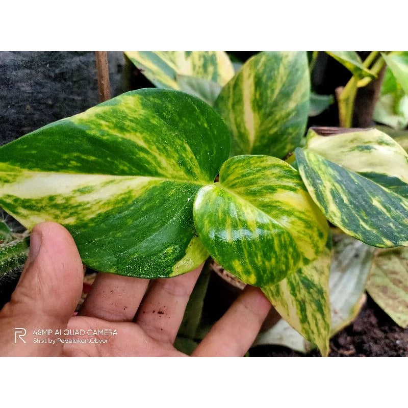 Asplenium Nidus Yellow Variegated