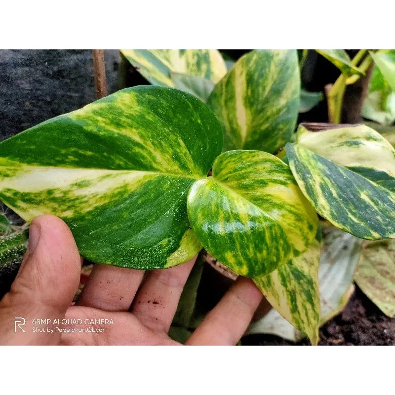 Asplenium Nidus Yellow Variegated