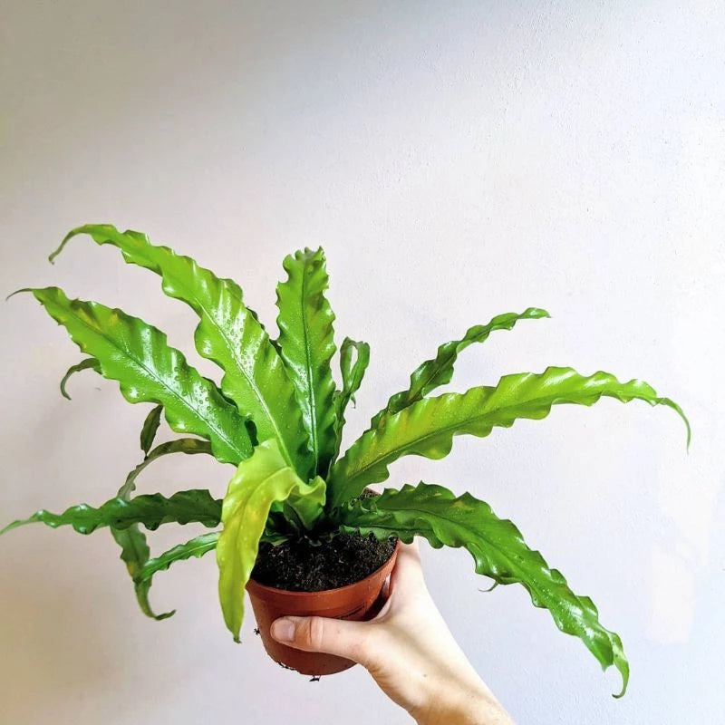 Asplenium Osaka