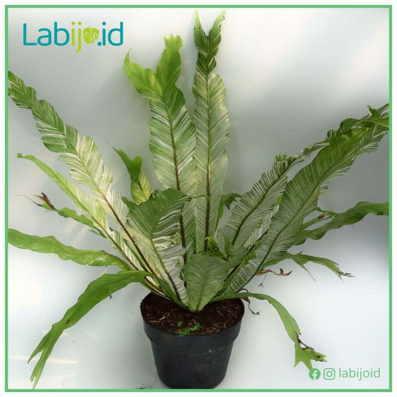 Asplenium Variegated