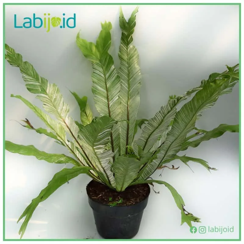 Asplenium Variegated