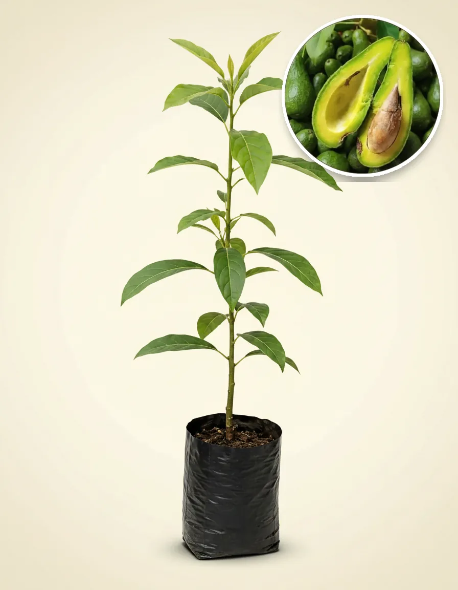 Avocado Aligator 2 (Avocado aligator) live botanical specimen