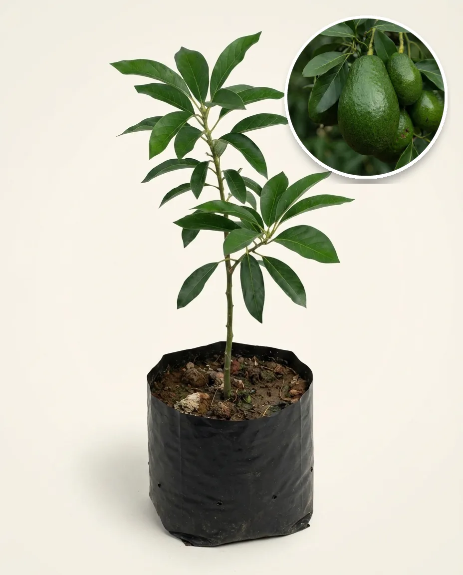 Avocado Almo Jumbo 2 (Avocado almo) live botanical specimen