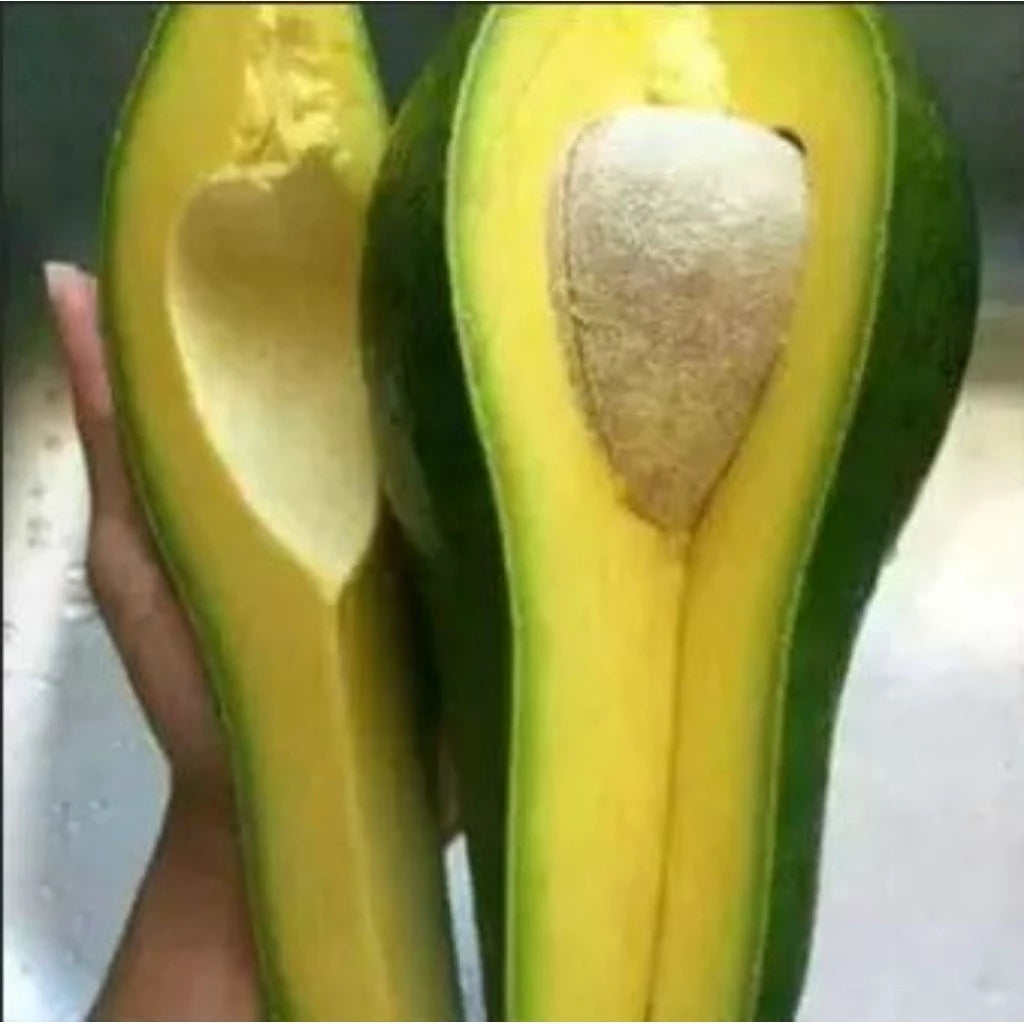 Avocado Almo Jumbo (Avocado almo) live botanical specimen