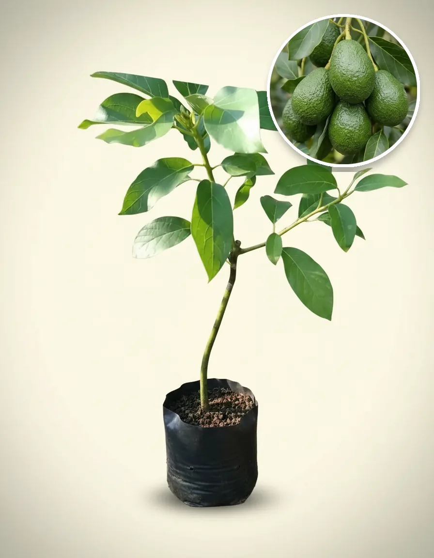 Avocado Jago 2 (Avocado jago) live botanical specimen