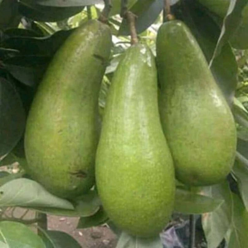 Avocado Jago (Avocado jago) live botanical specimen