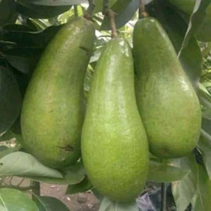 Avocado Jago