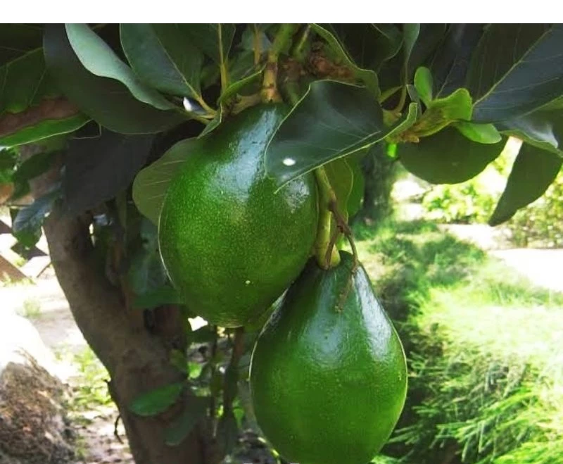 Avocado Jumbo (Avocado jumbo) live botanical specimen